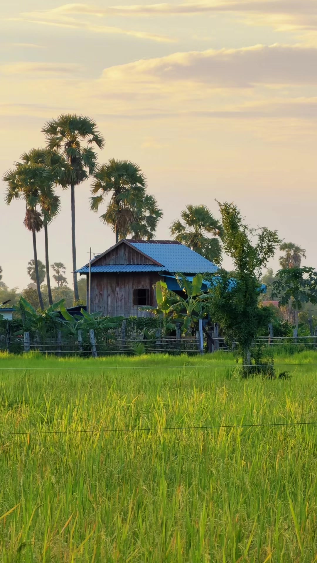 @កូនចាបមាស