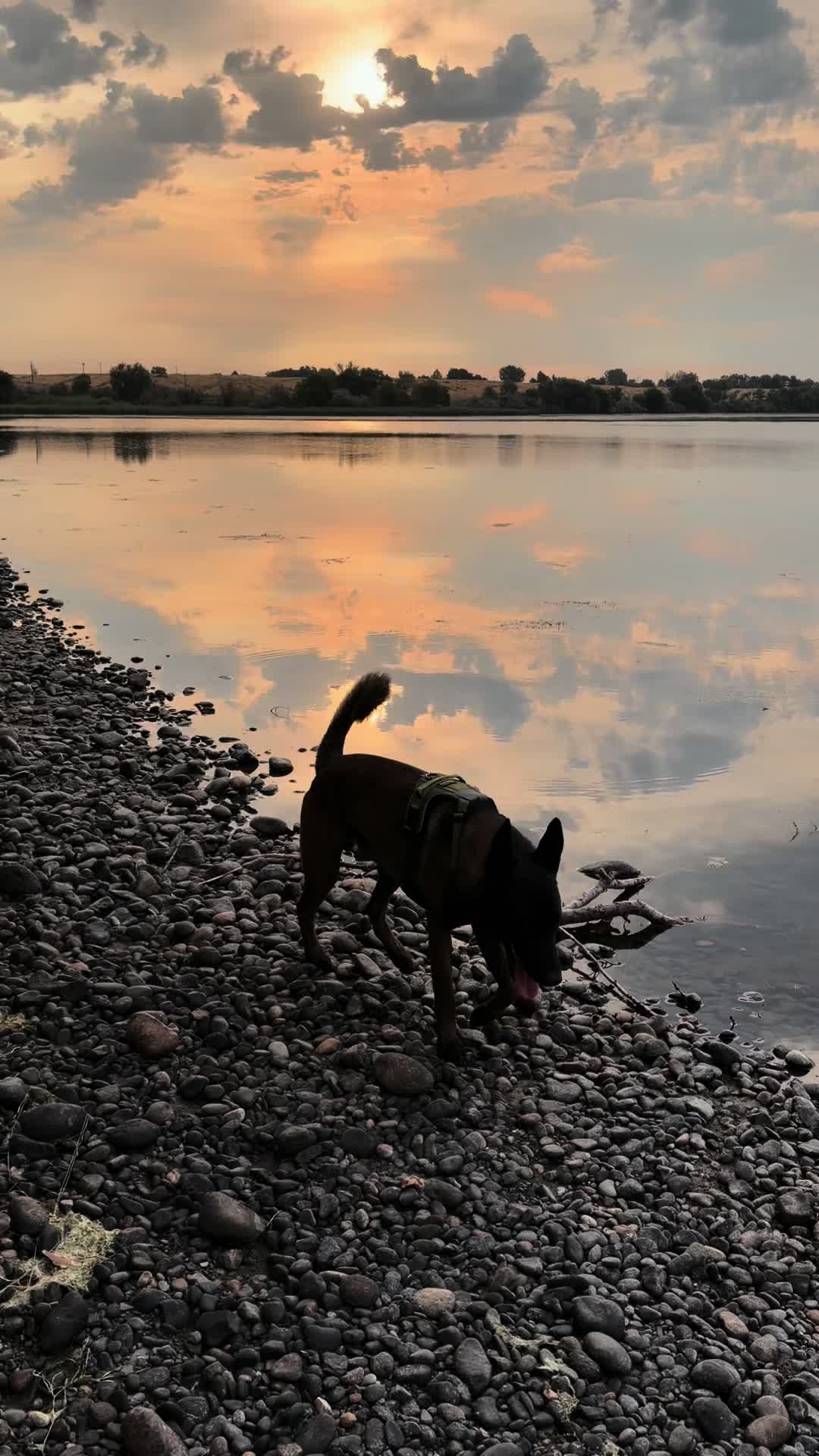 @bolo_belgianmalinois