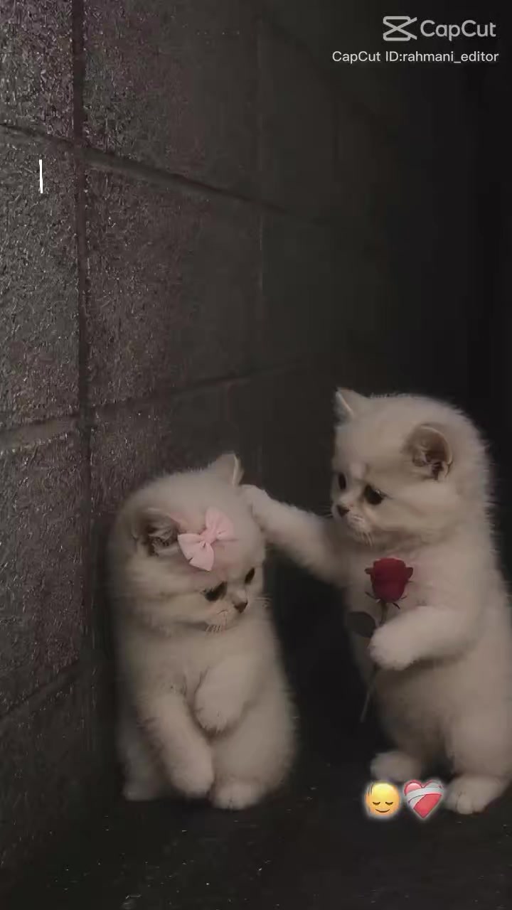 @โโ♥๏ธ๐๐ป๐๐ ๐๐ฟ๐๐ถ๐ถ ๐๐ถ๐ด