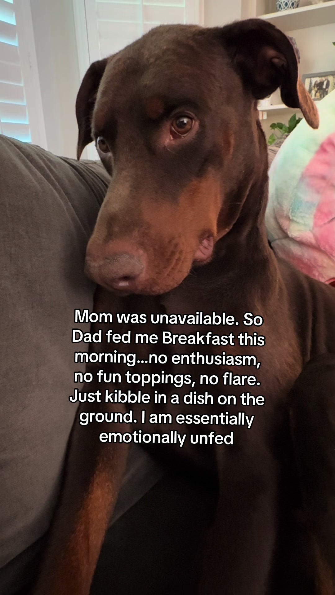 @Bosch the Dobie