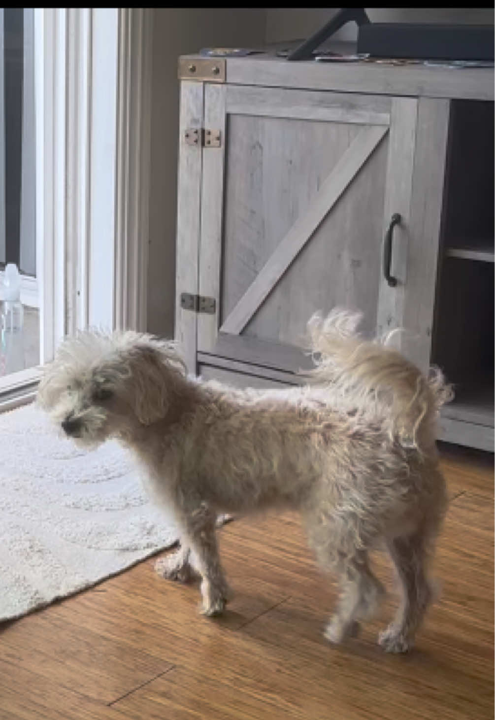 @He Was A PoodleBoi