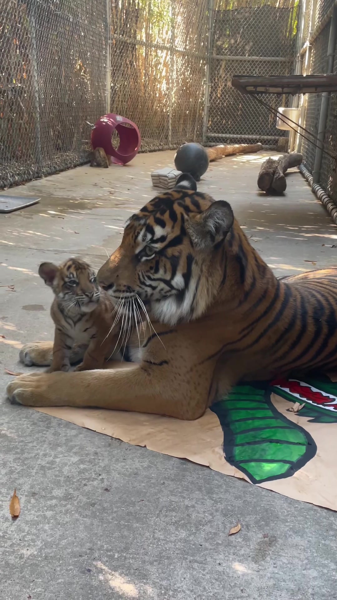 @memphiszoo