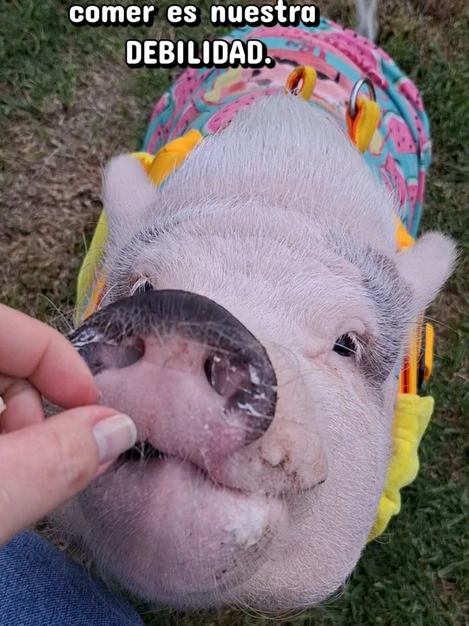 @🐷Ibi.pig🐷