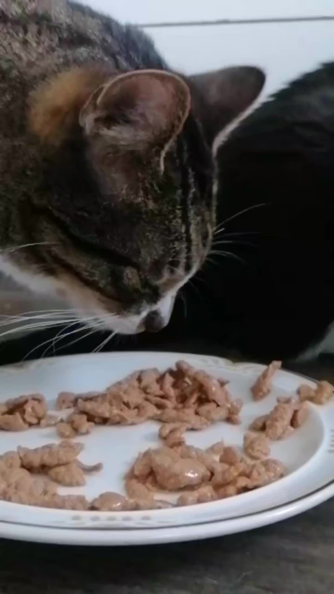 @Badcat _DHC🦁🦁