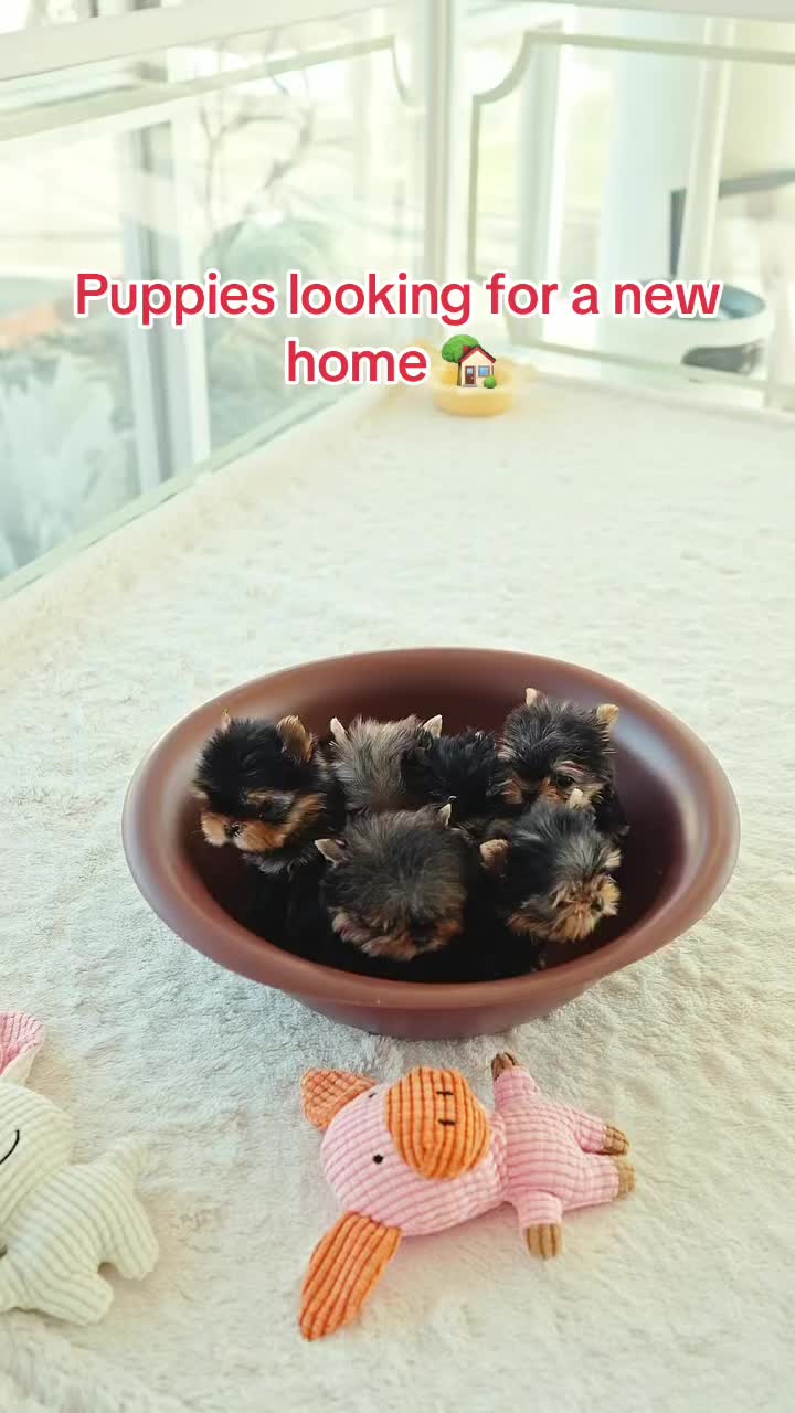 @Aloha Teacup Puppies