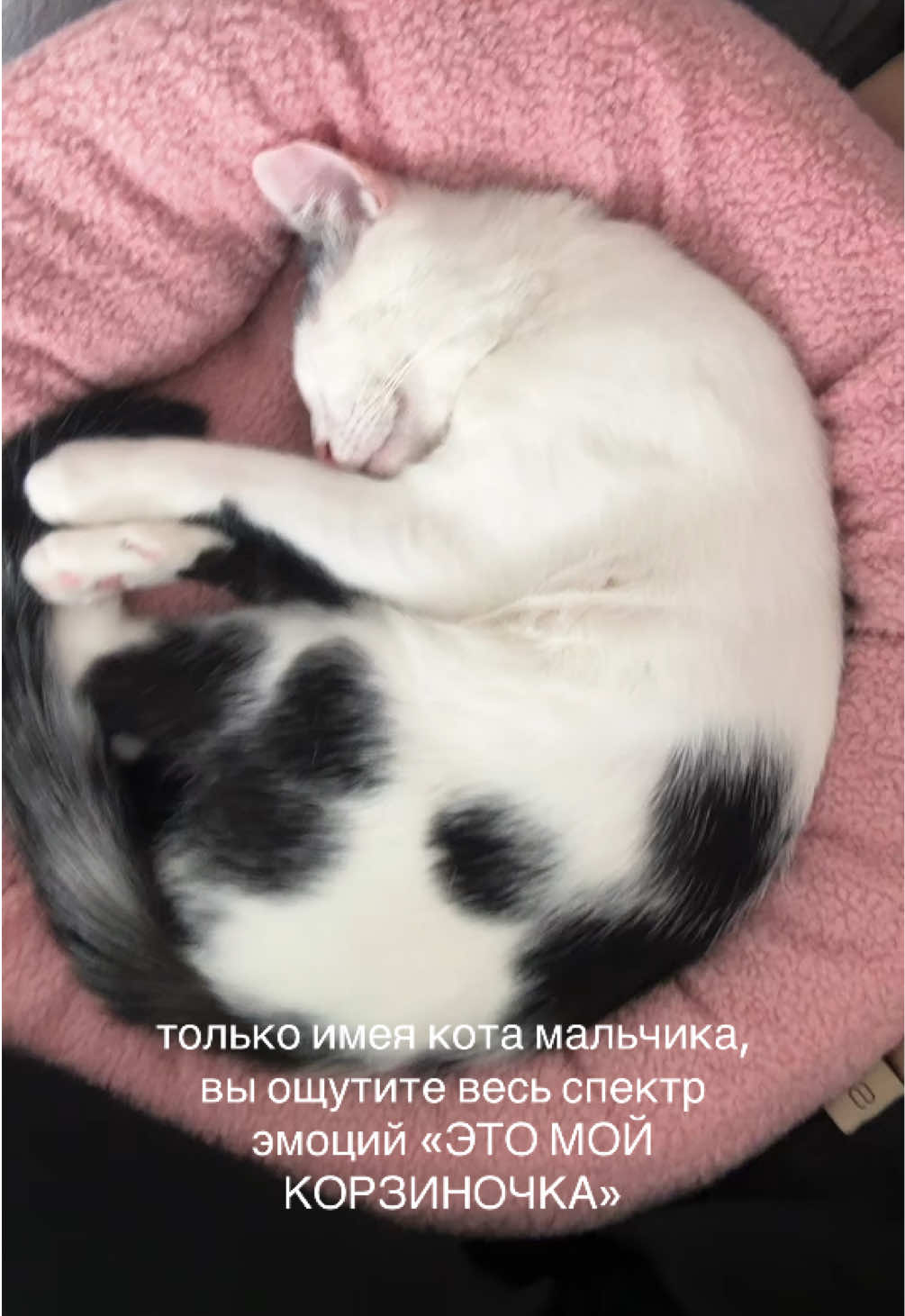 @Привет! Я Тайлэм🕷⭐️
