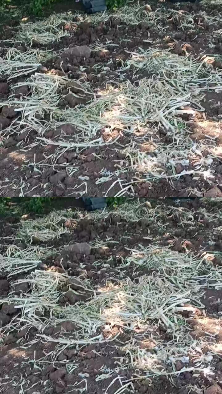 @ibo buzağıcı