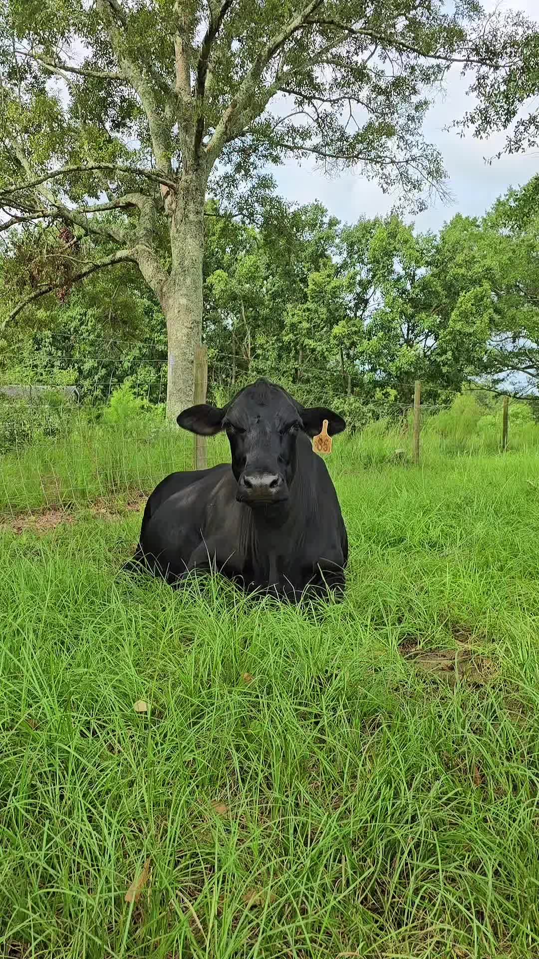 @M.I. CATTLE CO.