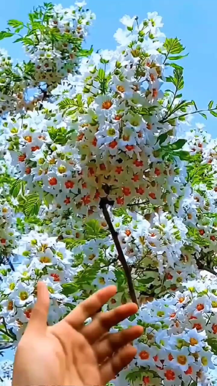 @नवराज पौडेल