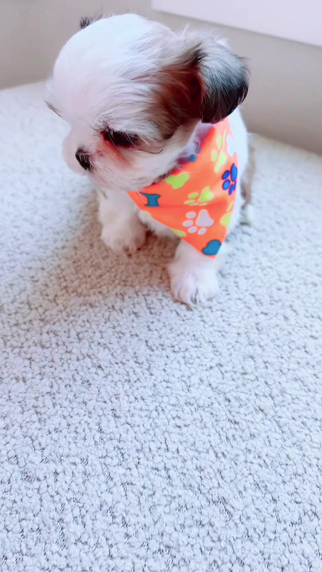 @SHIHTZU SOIRÉE