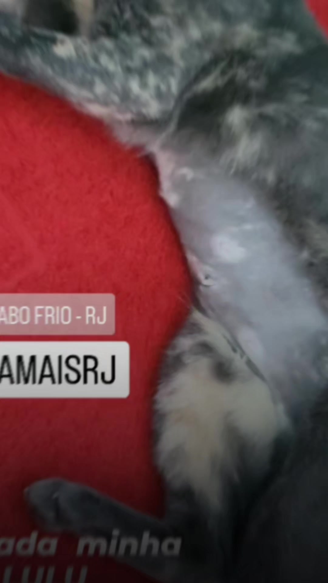 @Família border collie