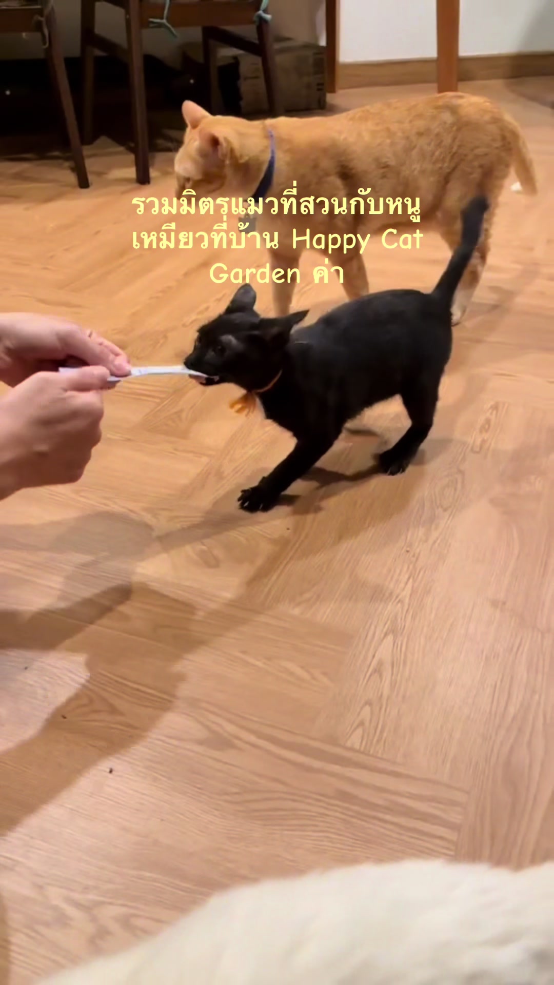 @happycatgarden.thailand