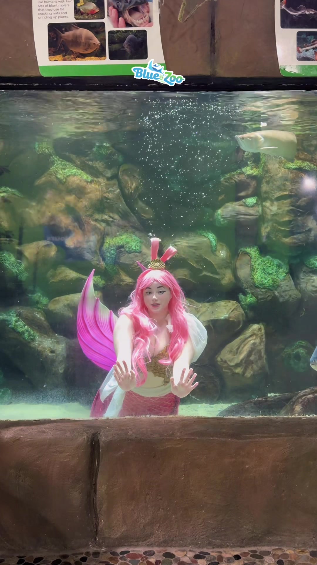 @Rose the Mermaid