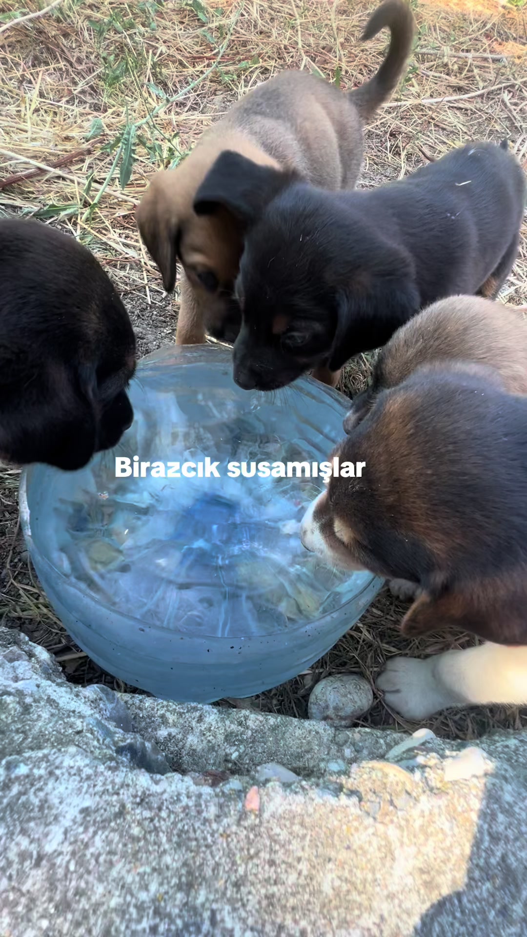 @elit_ciftci