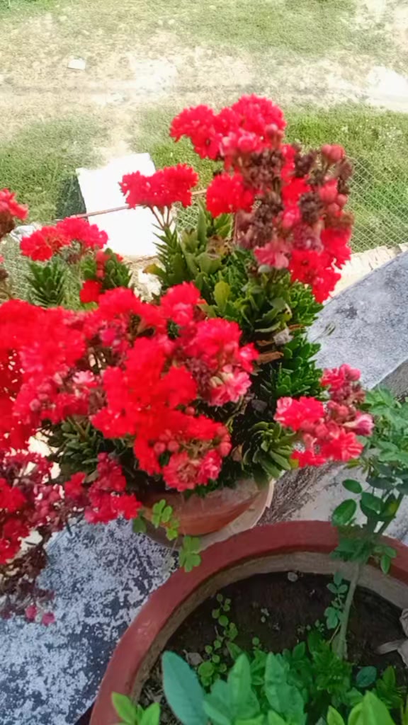 @Renjuchaudhary