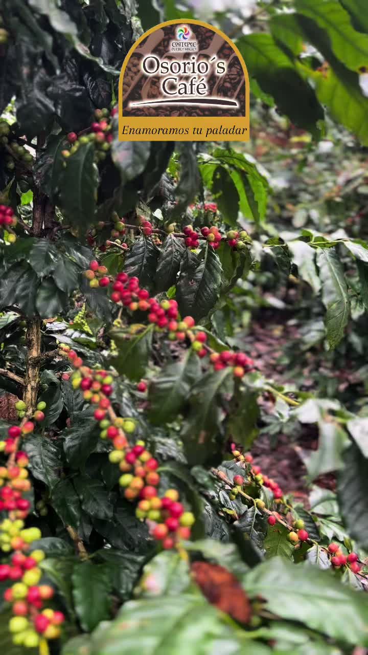 @jardin.de.la.abeja
