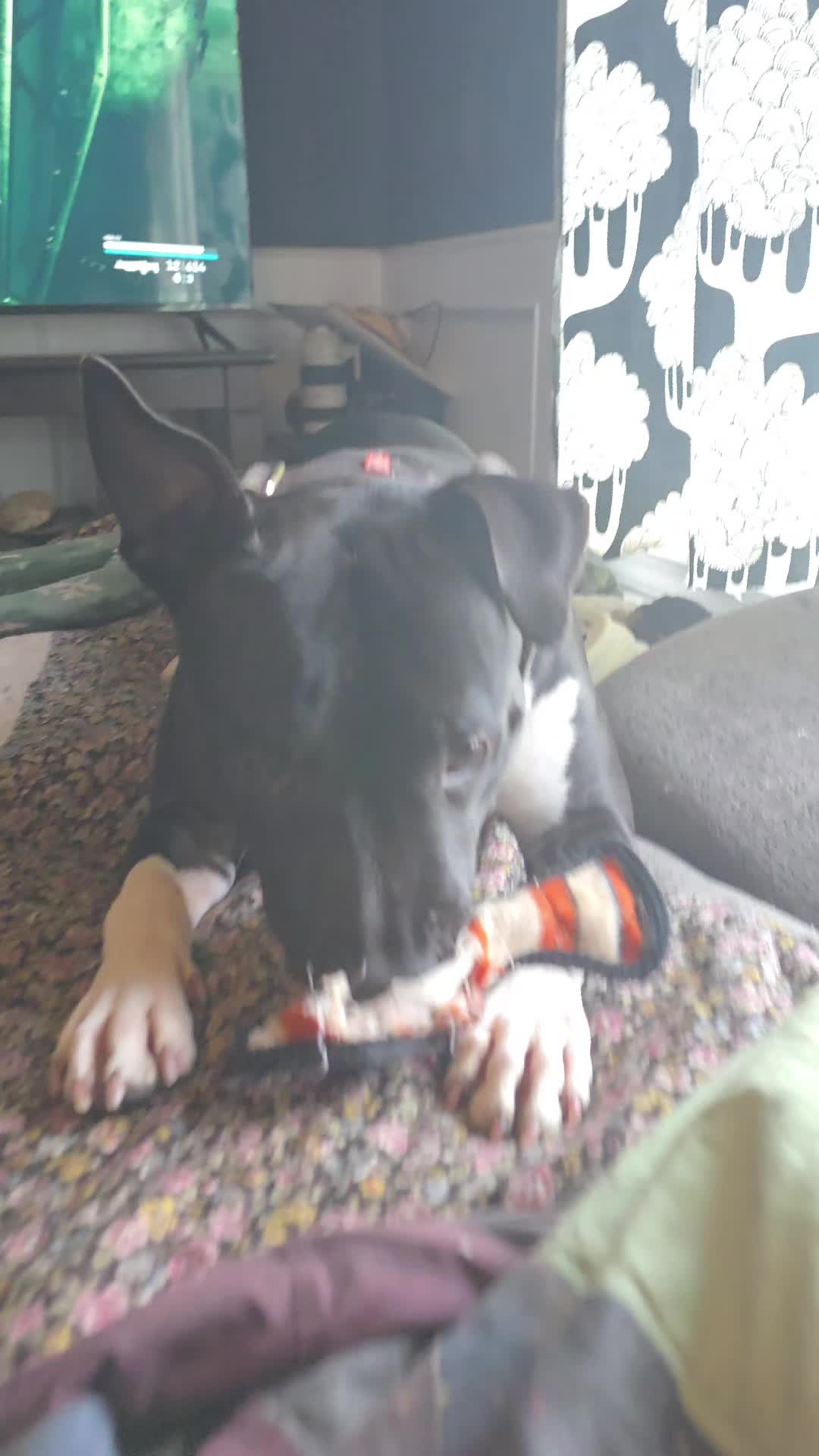 @RaisingHell.Hounds🇨🇦