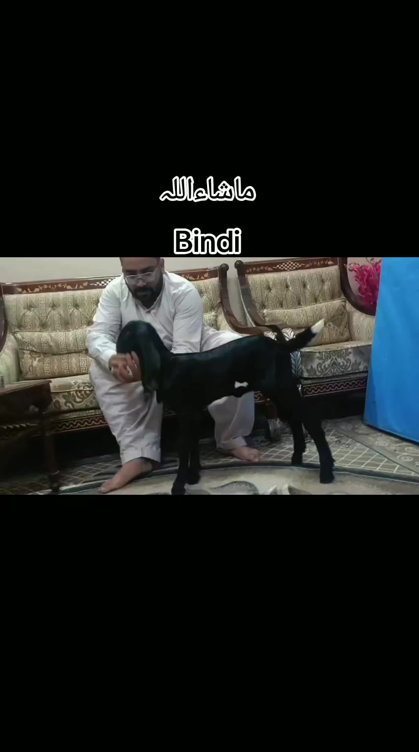 @abubakar Rajpoot