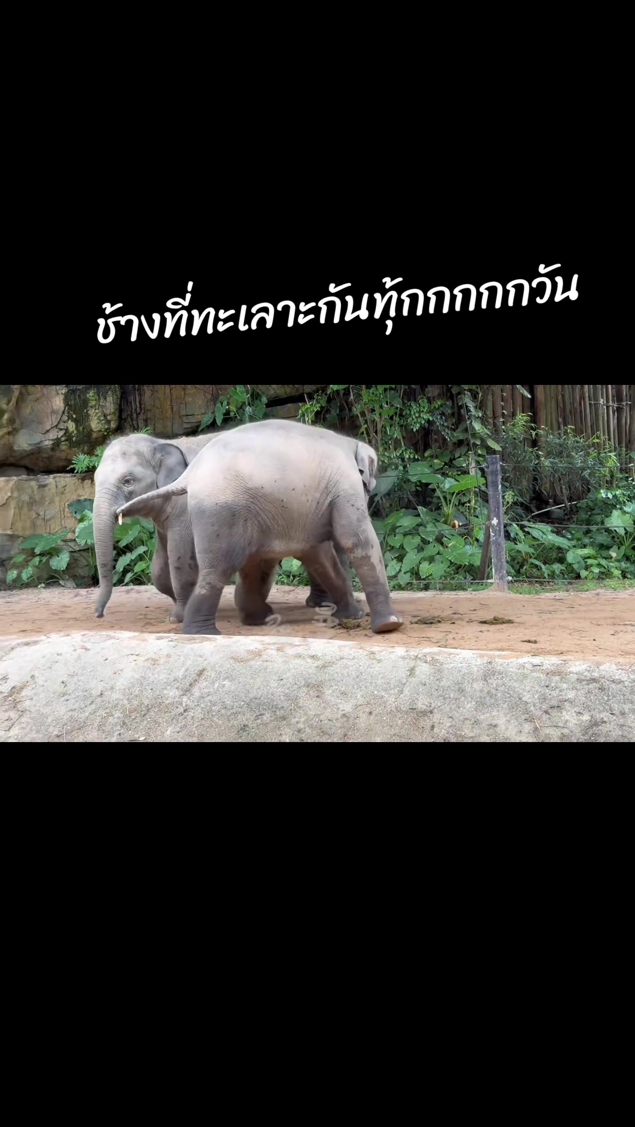 @Doopairoei1