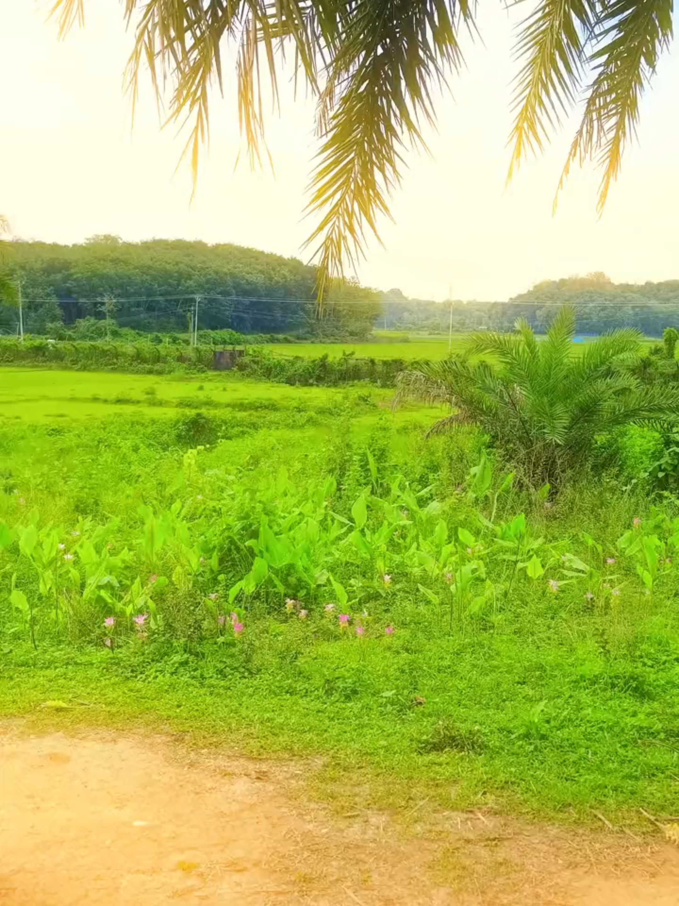 @sujon bhai