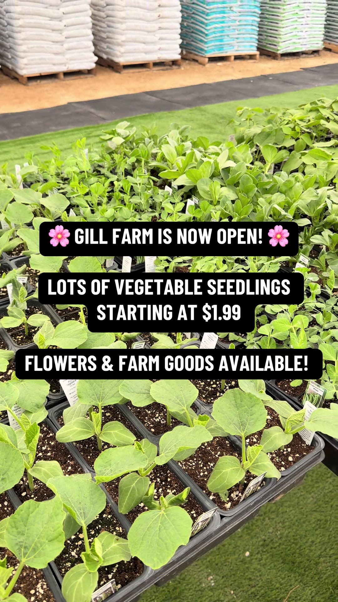 @GillFarm_Caledon