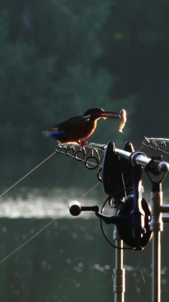 @carpworldonline