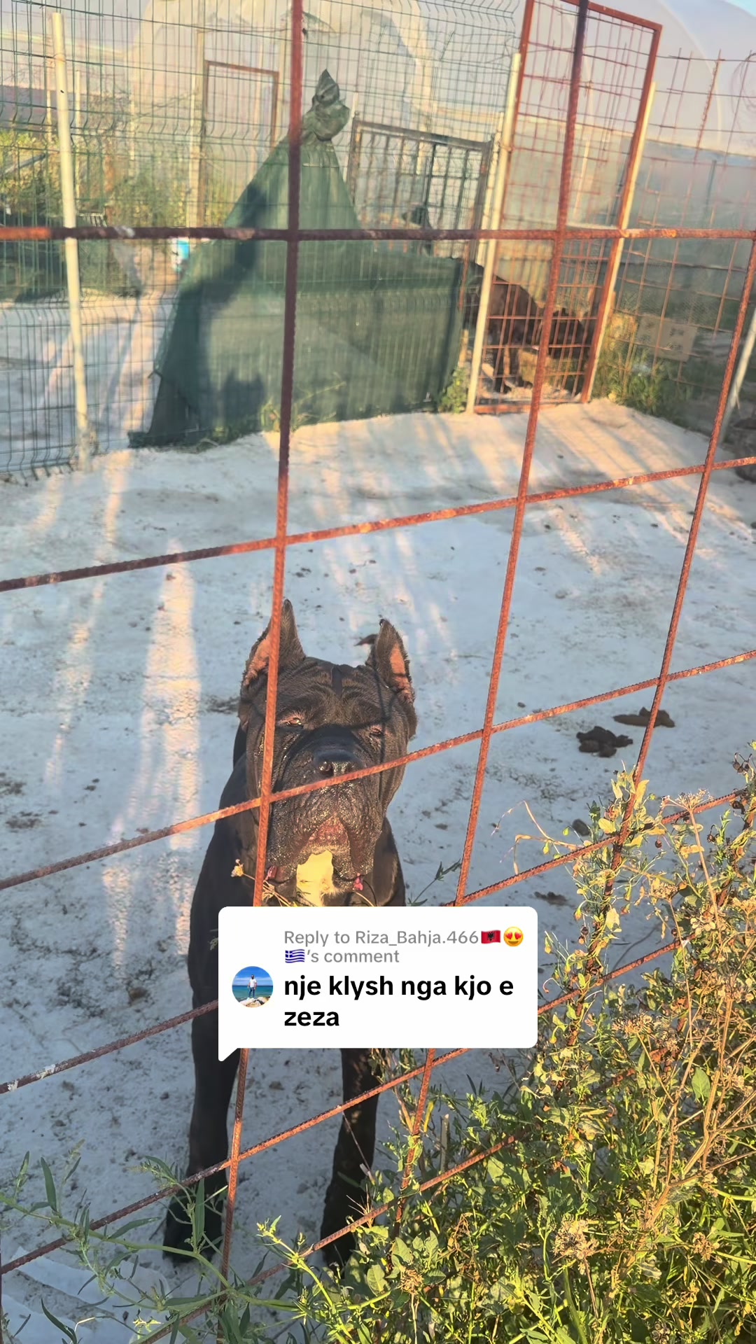 @NeroCaneCorsoKennel