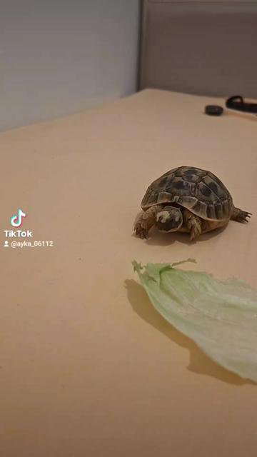 @🐢