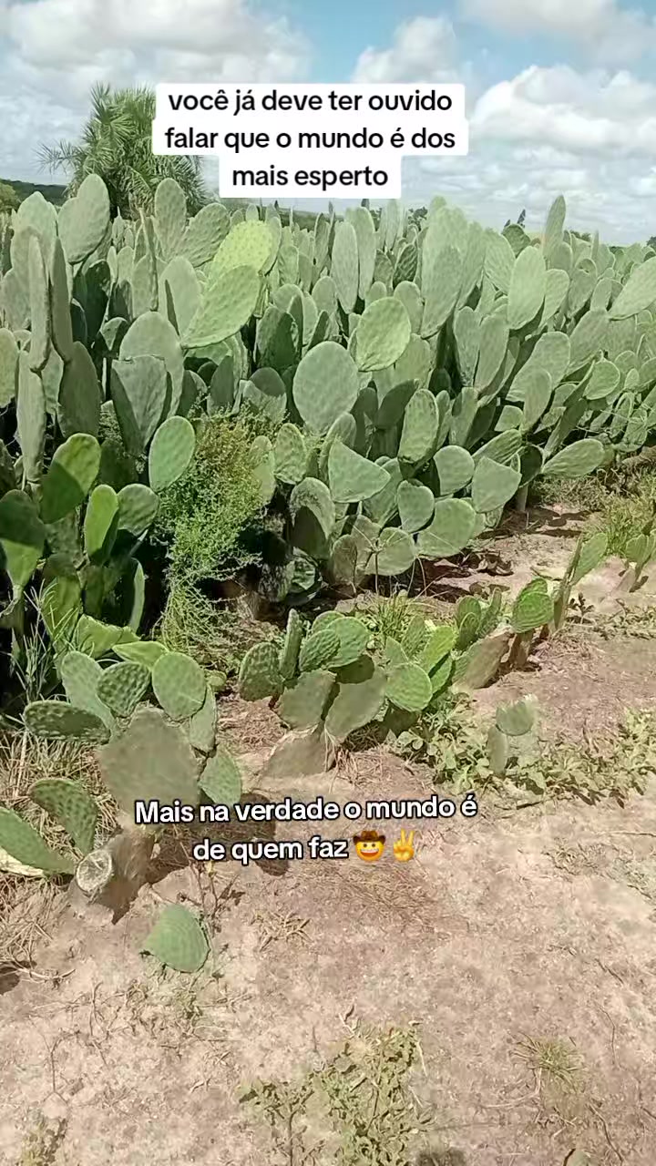 @jocriador