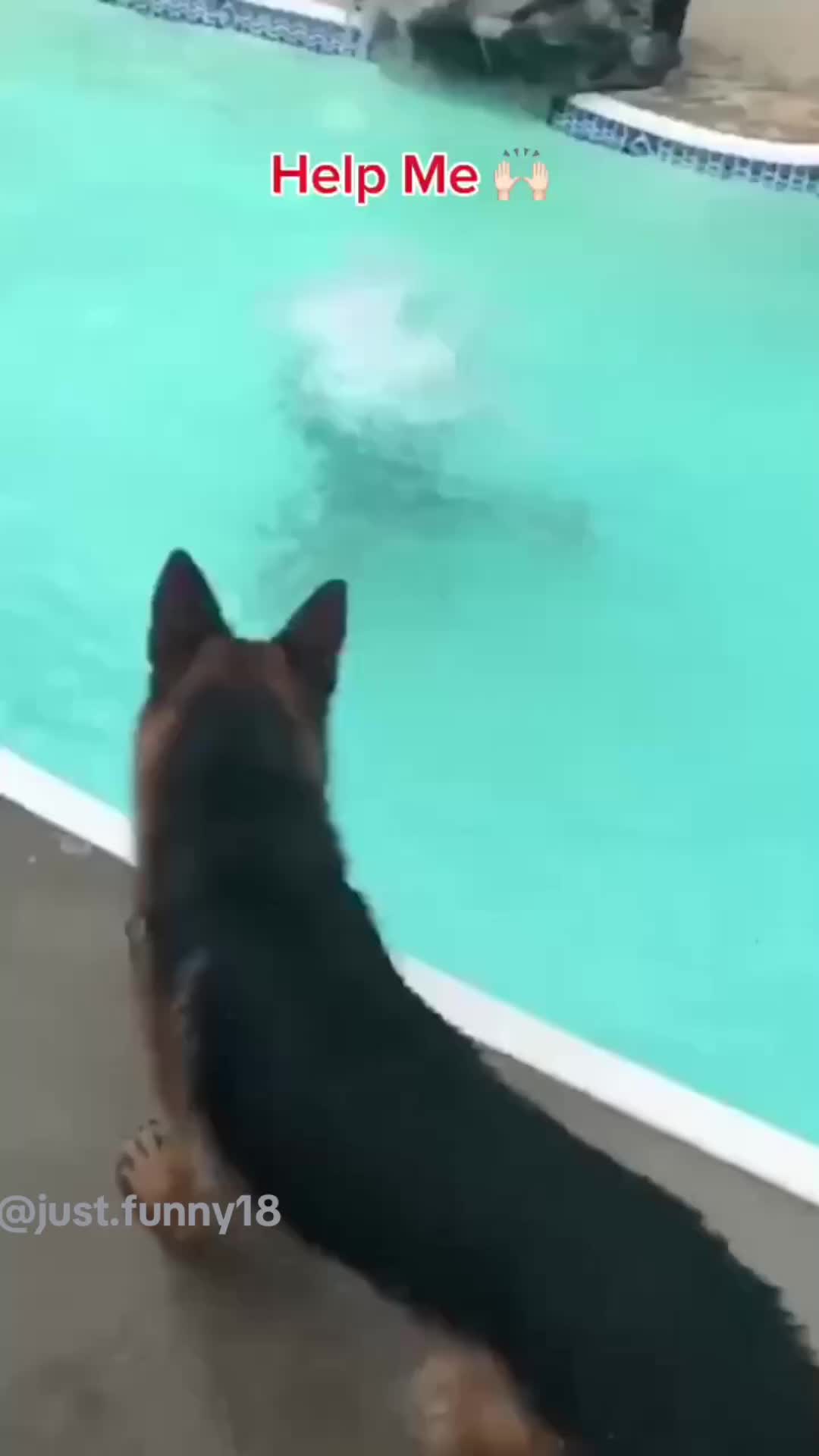 @Funny Animals😽🐶❤️