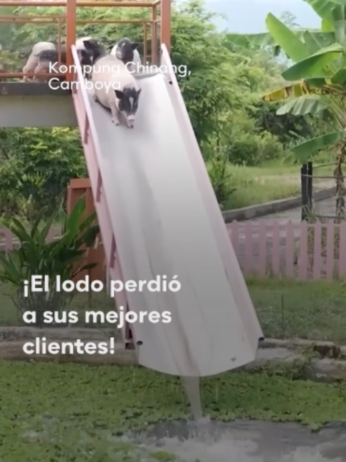 @RED UNO DE BOLIVIA