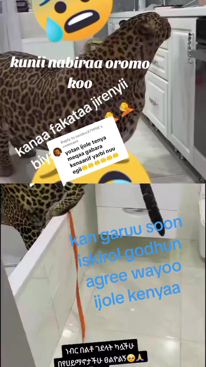 @Ayantu fiqir