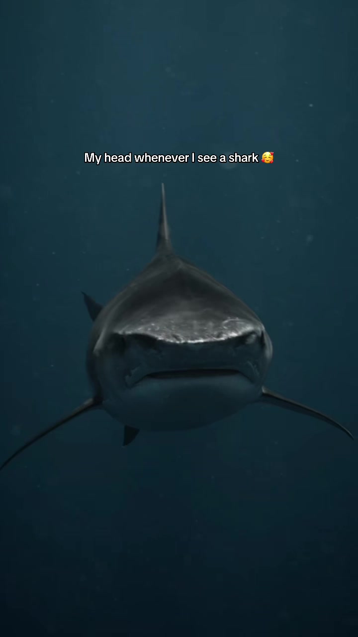 @Kendall | Shark Photographer