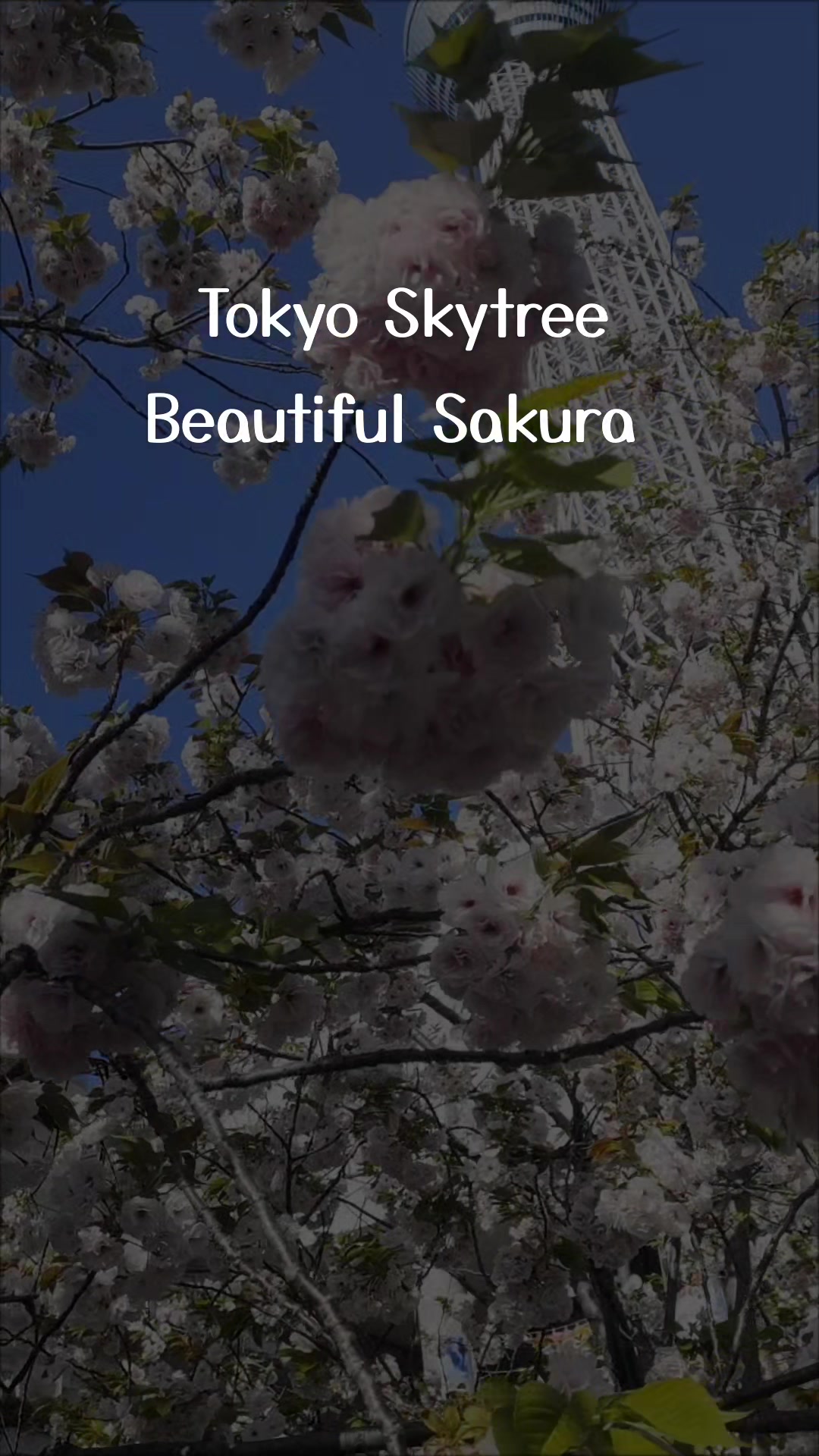 @beauty & mystery of Japan