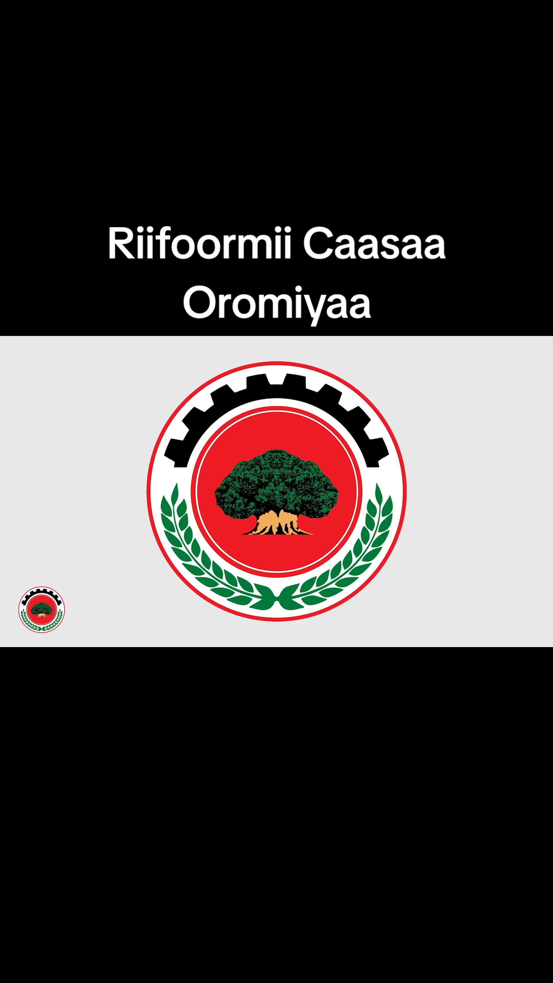 @Shimallis Abdisa Parody
