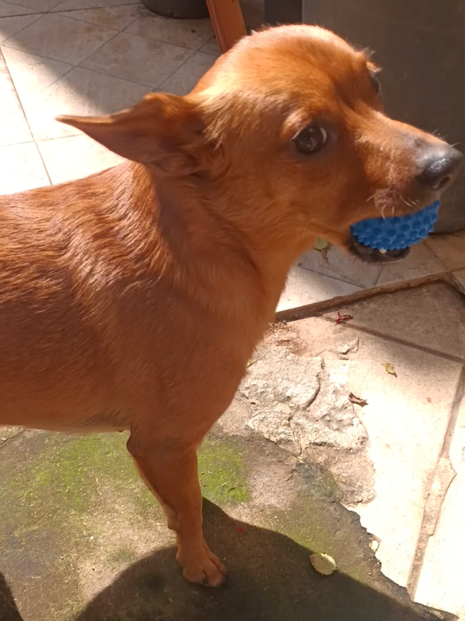 @Cosmos🐕 Maui🐶 Aurora🦊