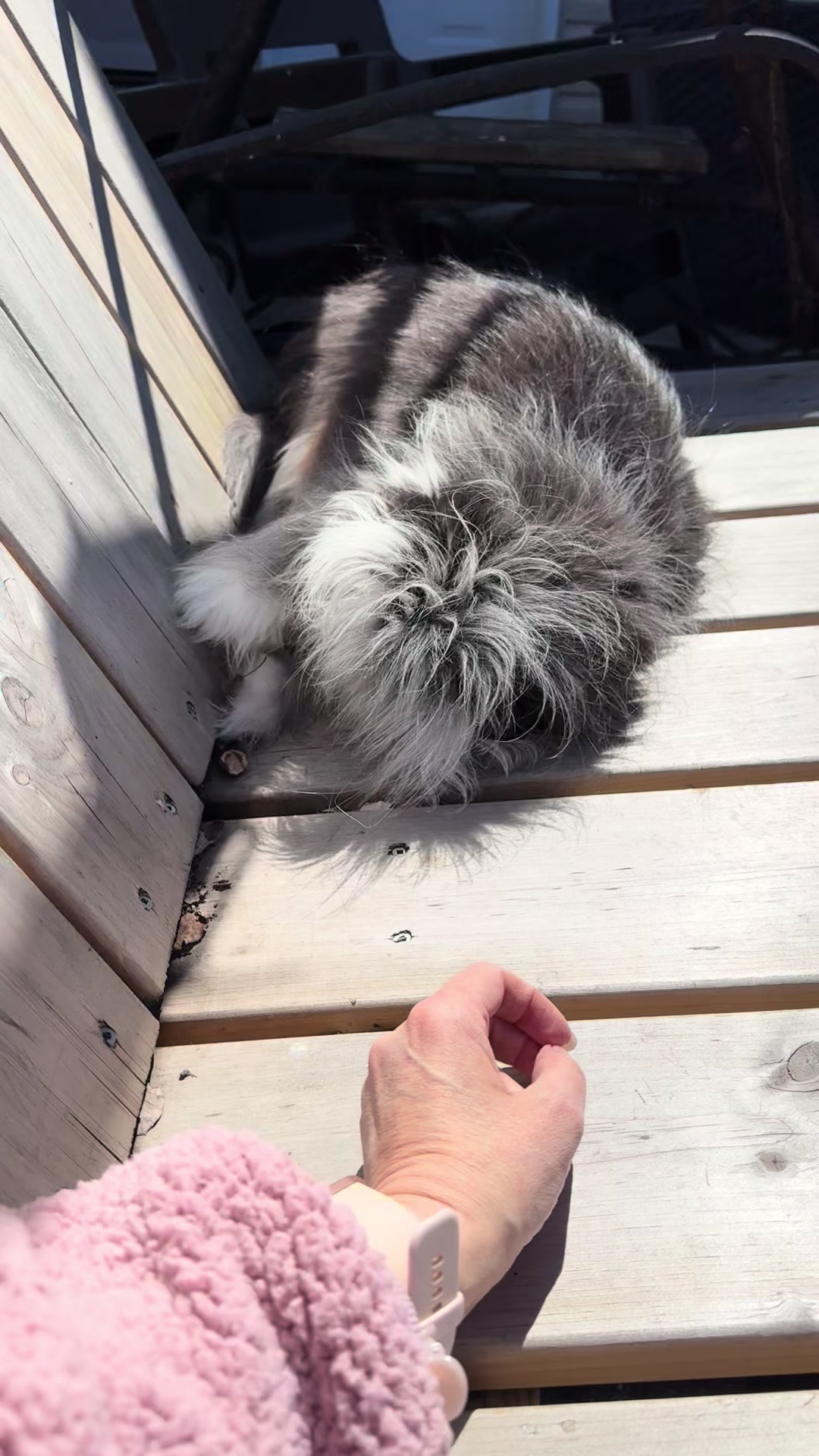 @atchoumthecat