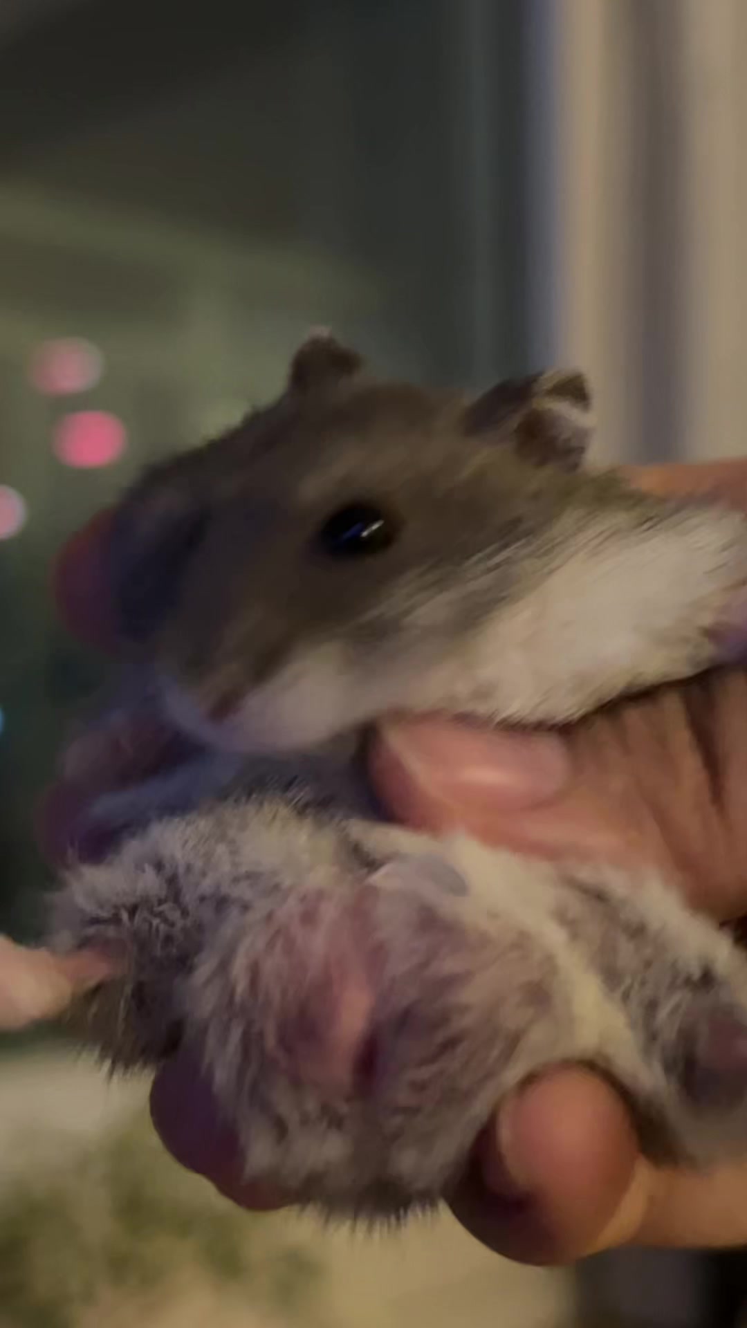 @𝒆𝒍𝒍𝒂✨