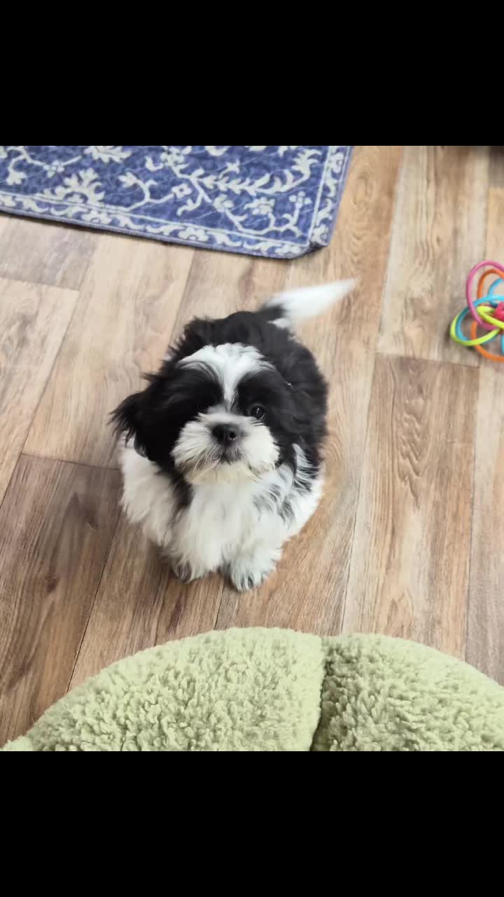 @Barb's Precious Pups