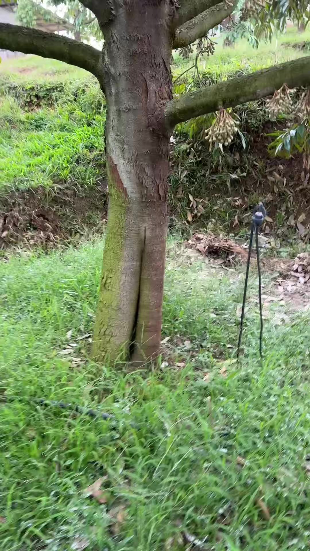 @AA KADU