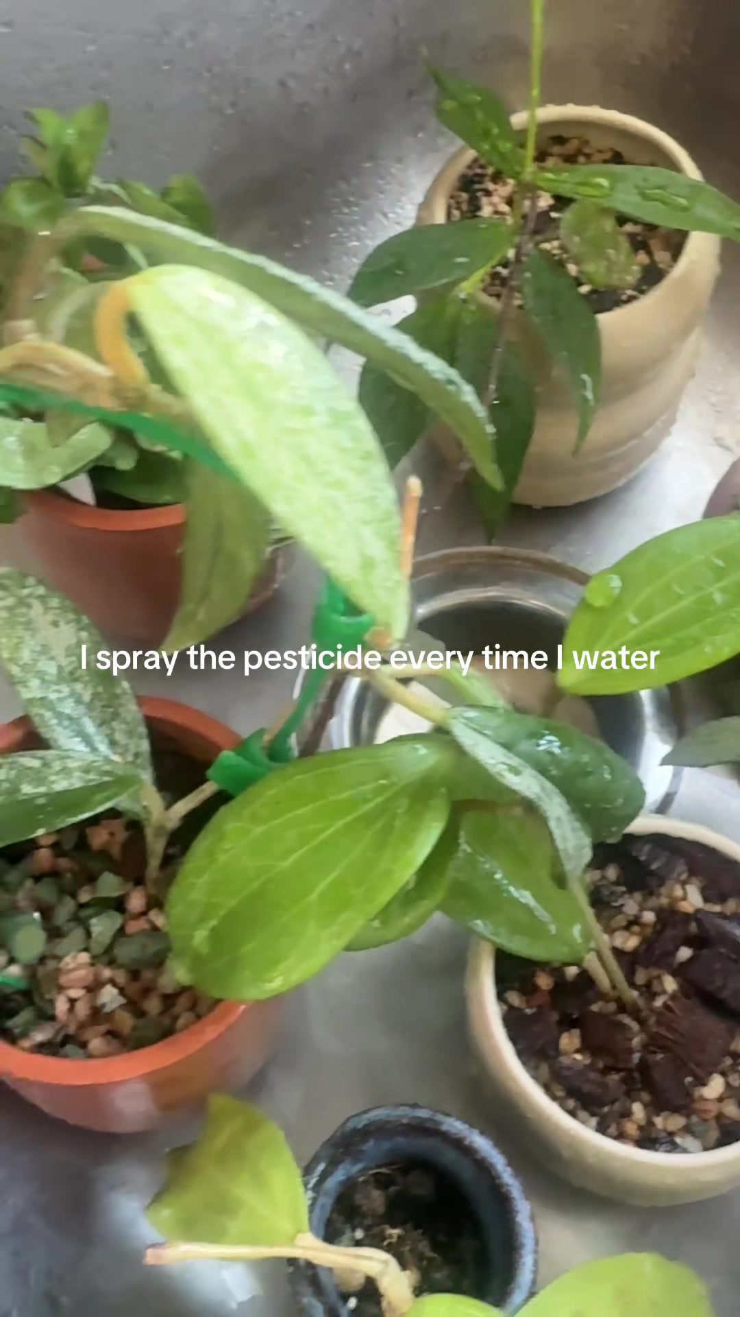 @Erin | Plants + Lifestyle