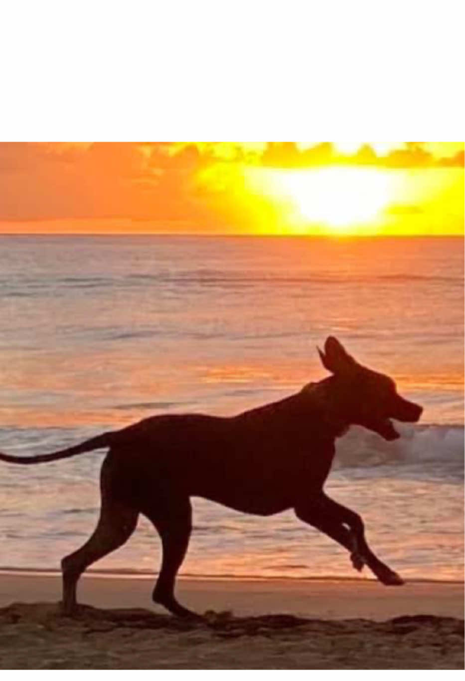 @k9fieldguide