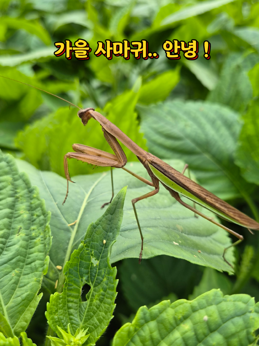 @지니힐즈