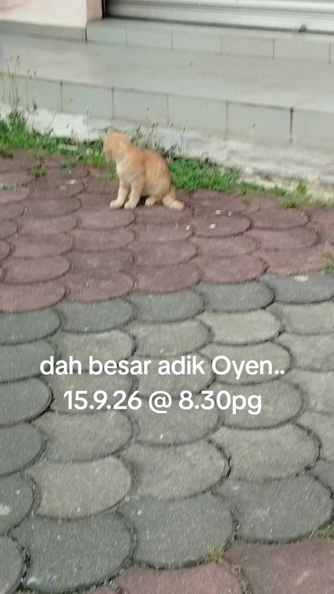 @MaderCats