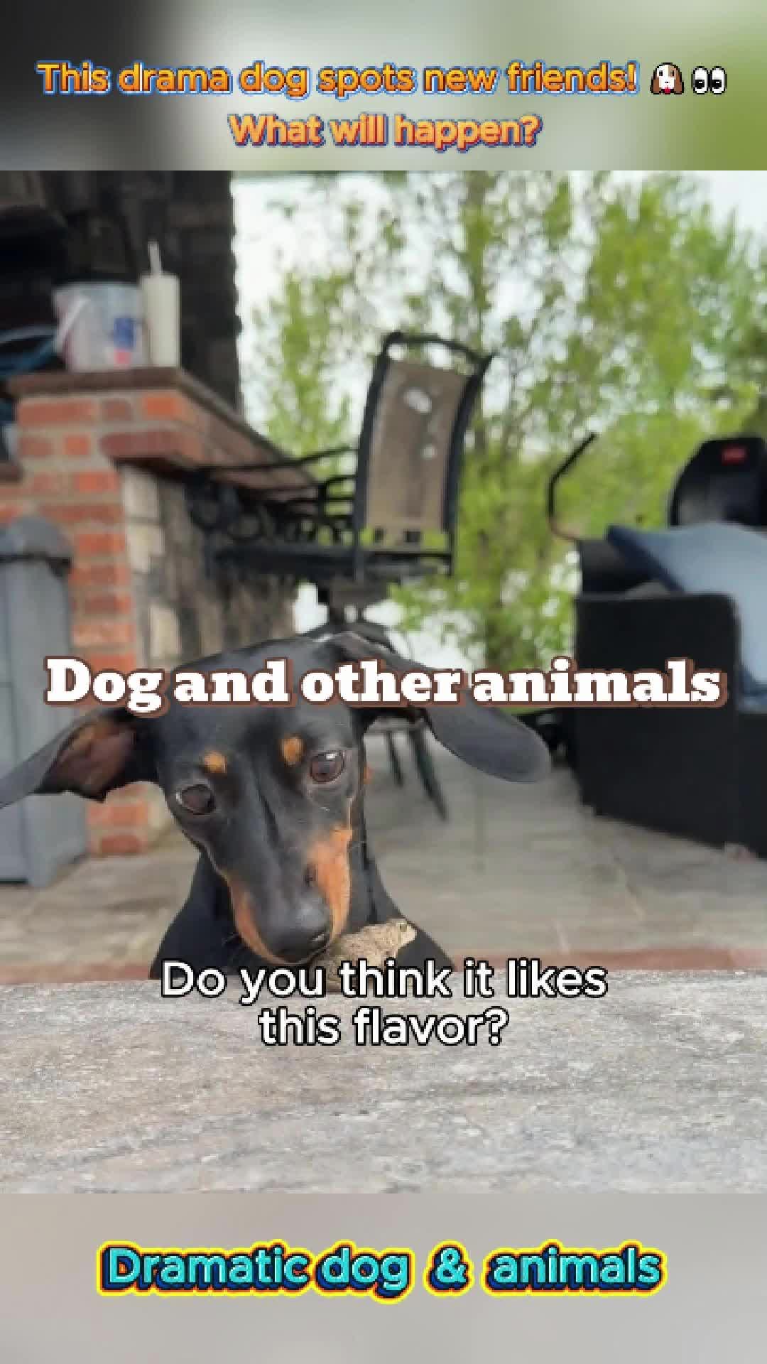 @pet.funny799