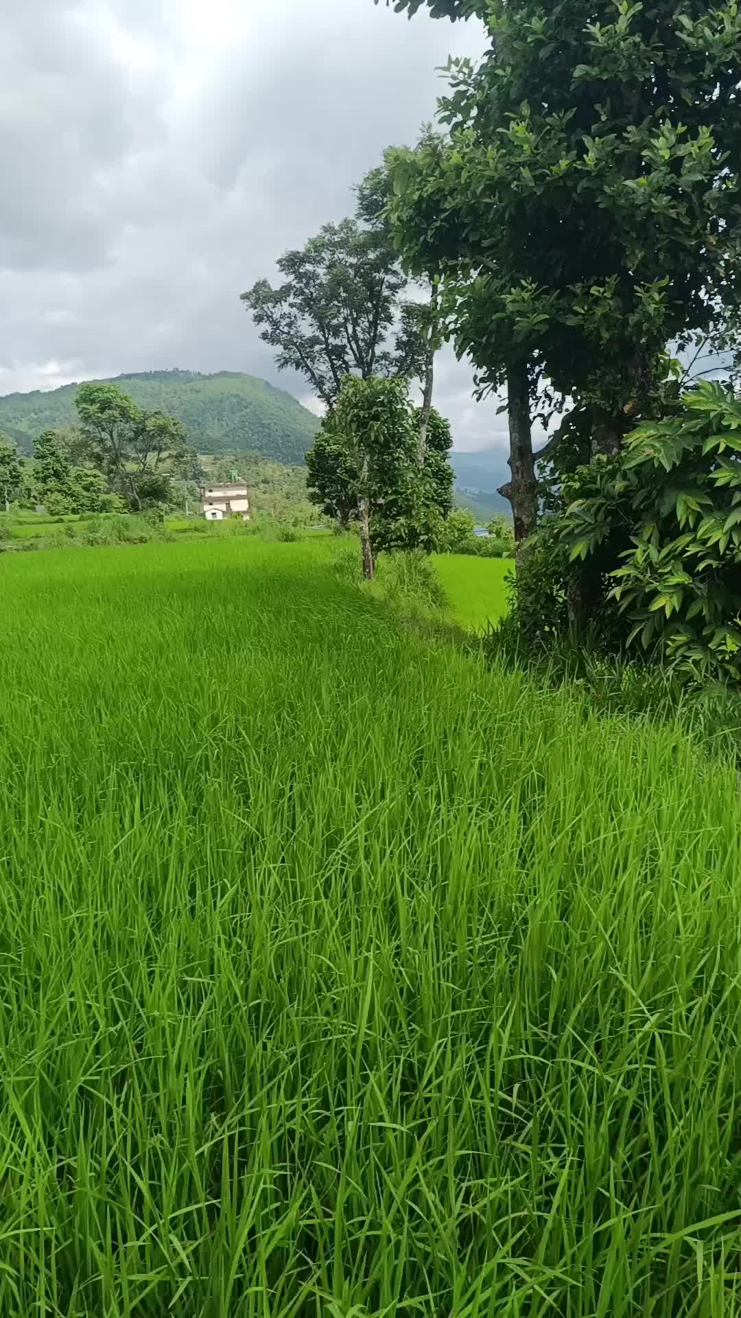 @prakash paudel