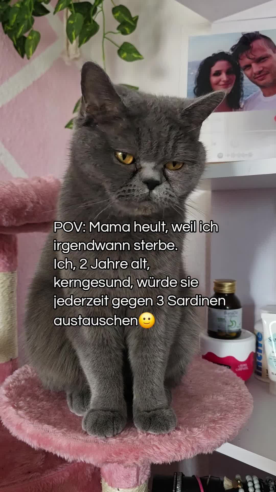 @Rodriguez & Cats ๐๐พ