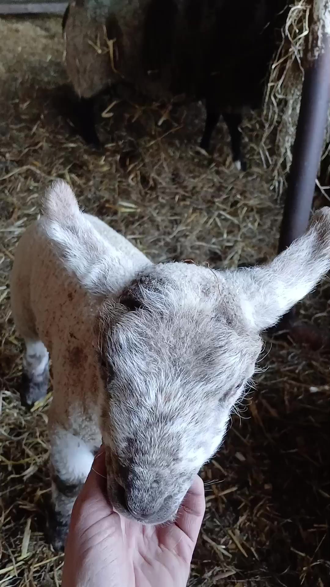 @Sjo's farmvideos