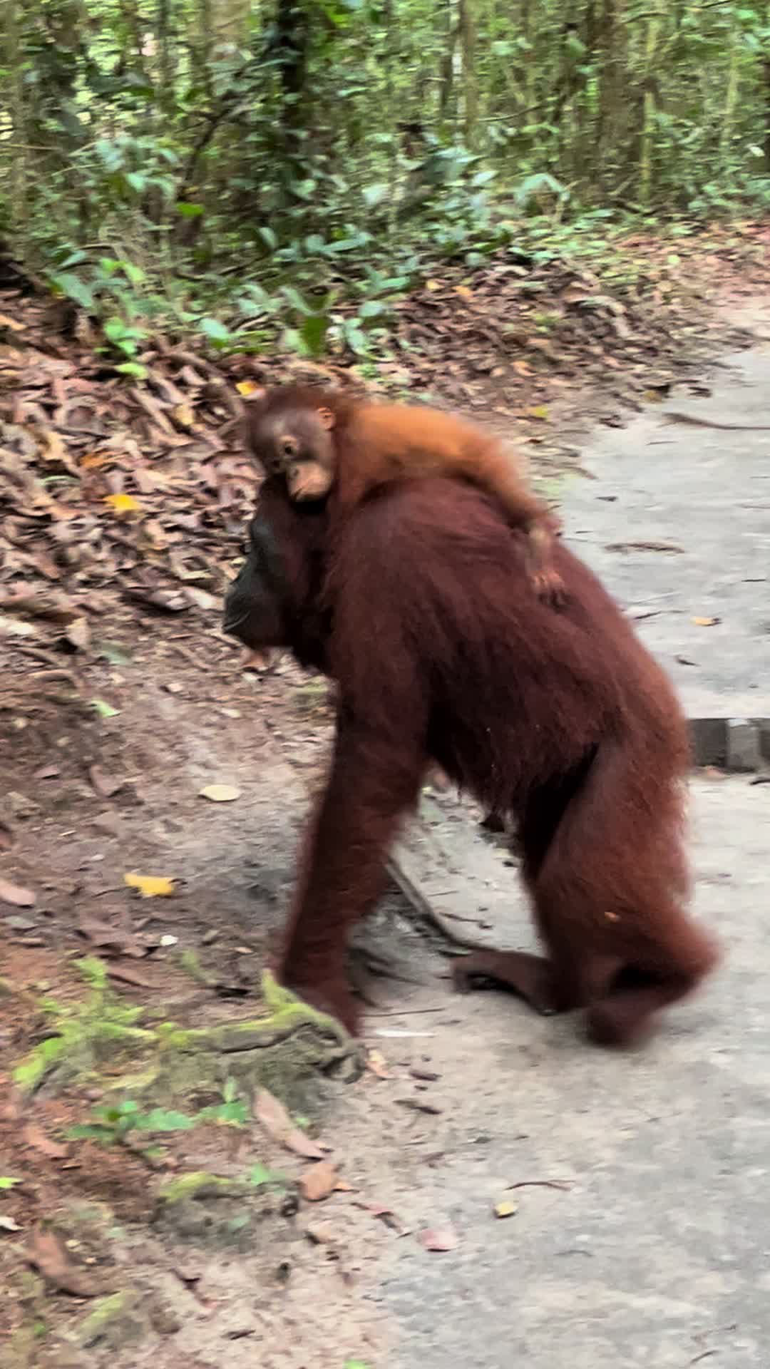 @BORNEORANGUTANSTOUR.