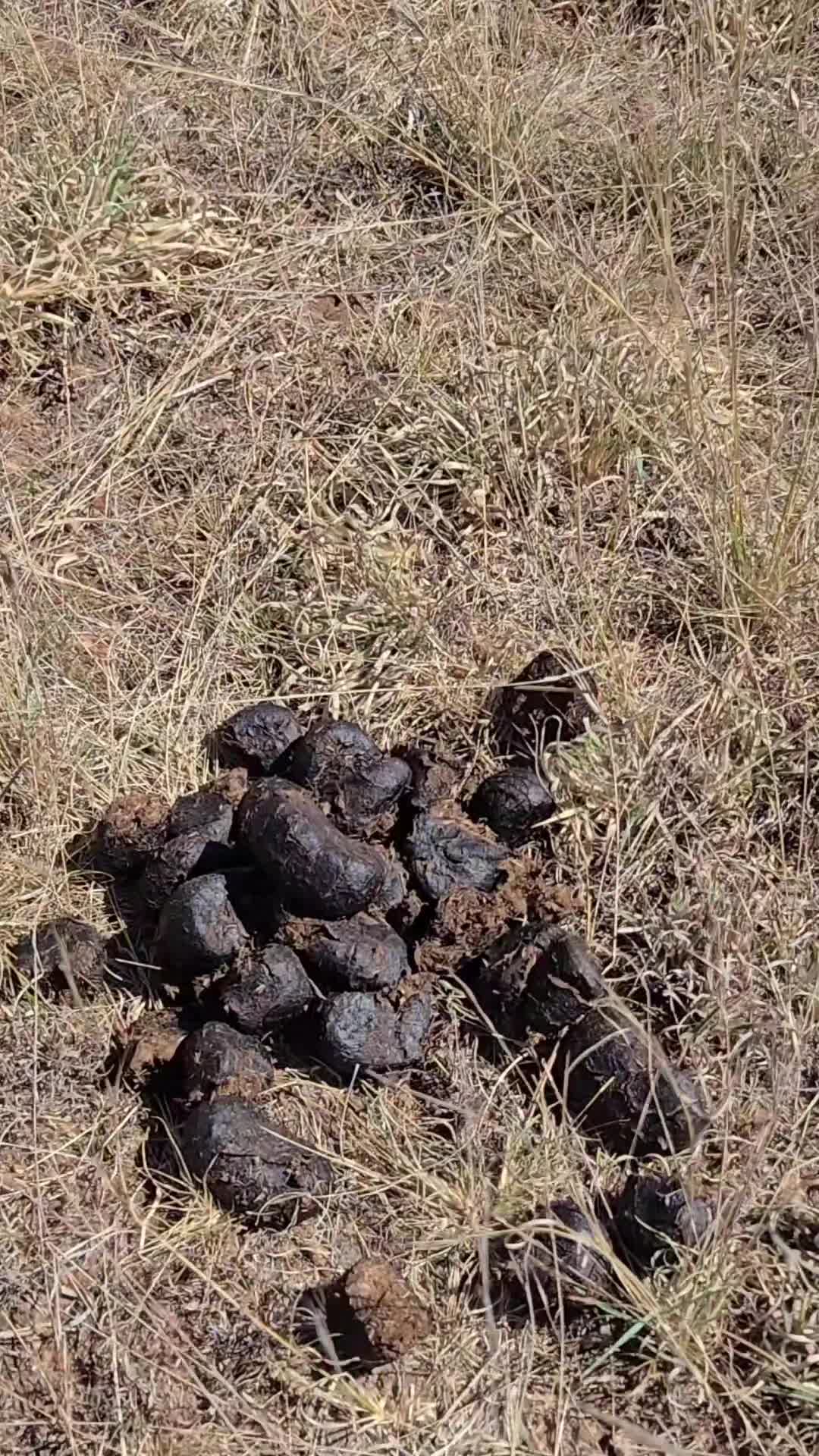 @Brand Limpopo